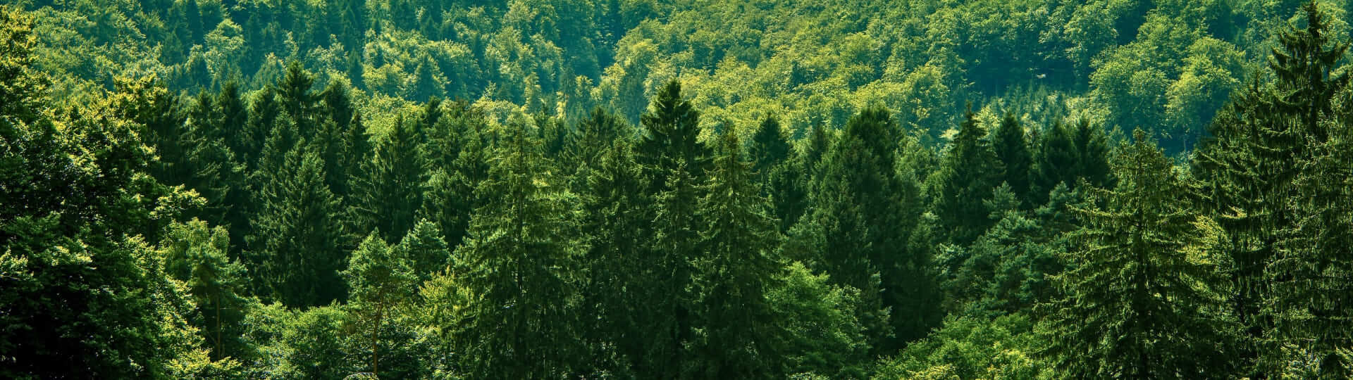 FSC® - Forests for all forever